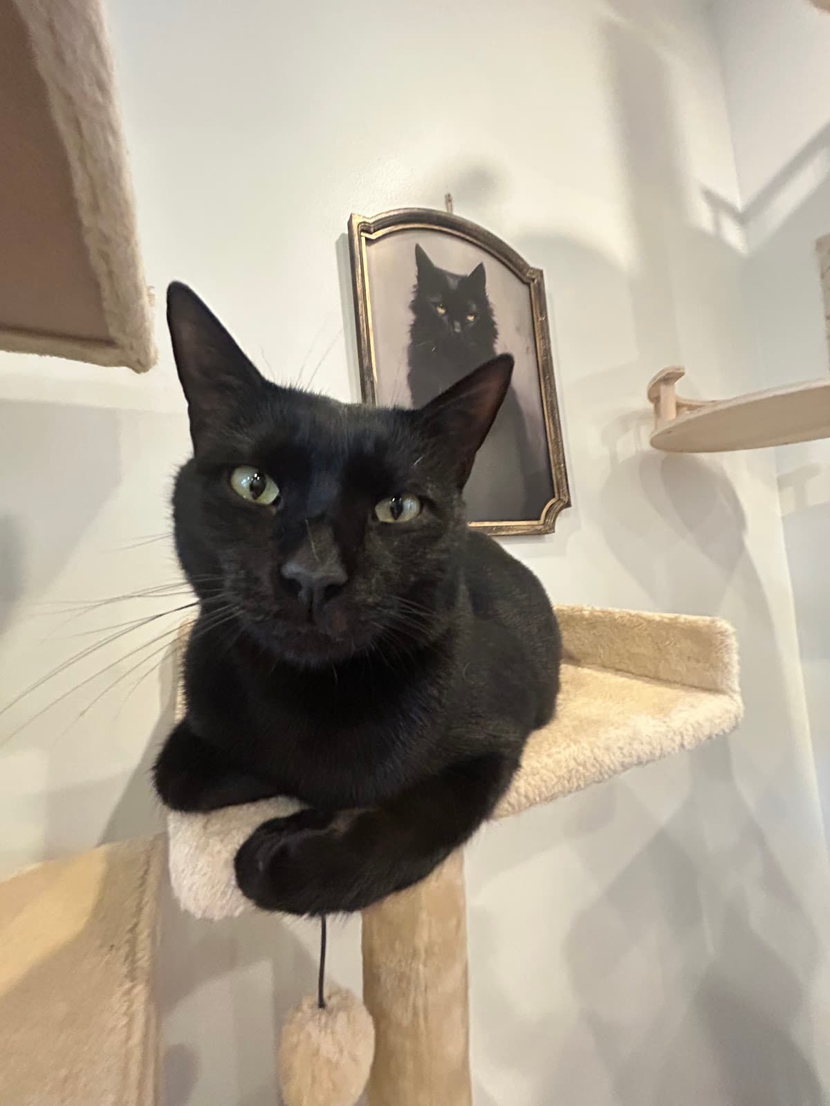 Mount Purrnon Cat Café + Wine Bar — photo 3