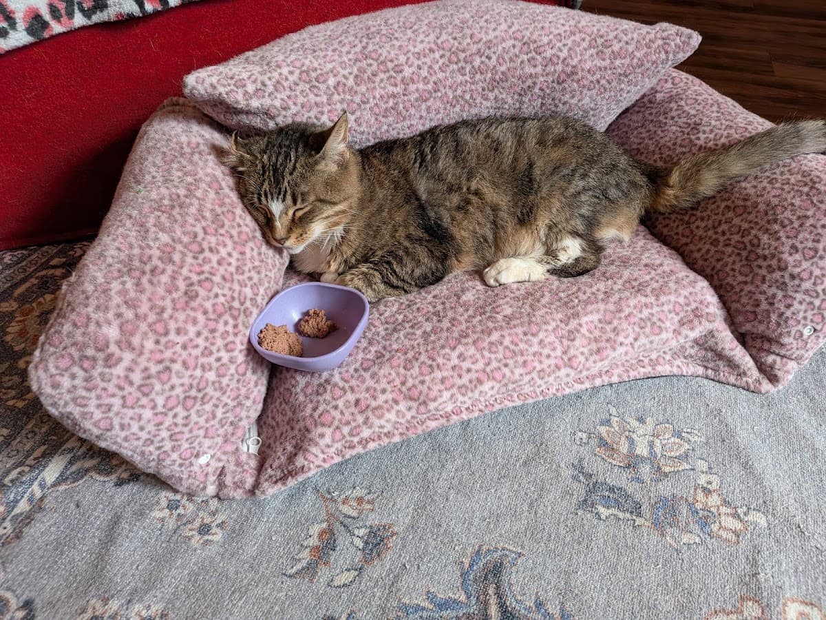 Mount Purrnon Cat Café + Wine Bar — photo 4