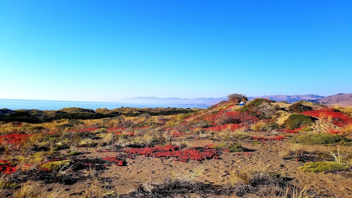 Bodega Dunes Campground — photo 5