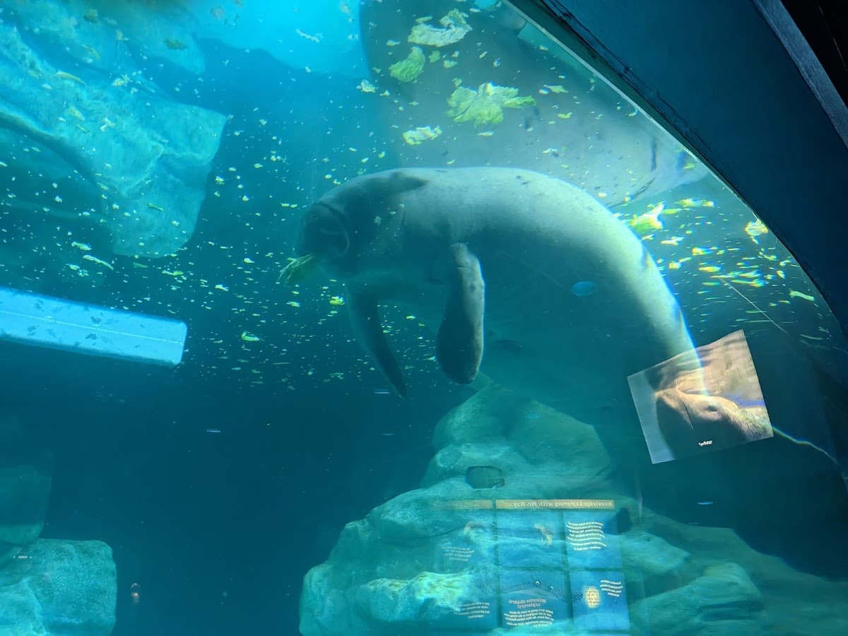 The Seas with Nemo & Friends — photo 4