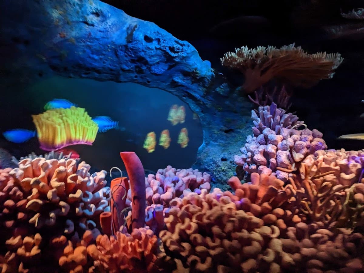 The Seas with Nemo & Friends — photo 5