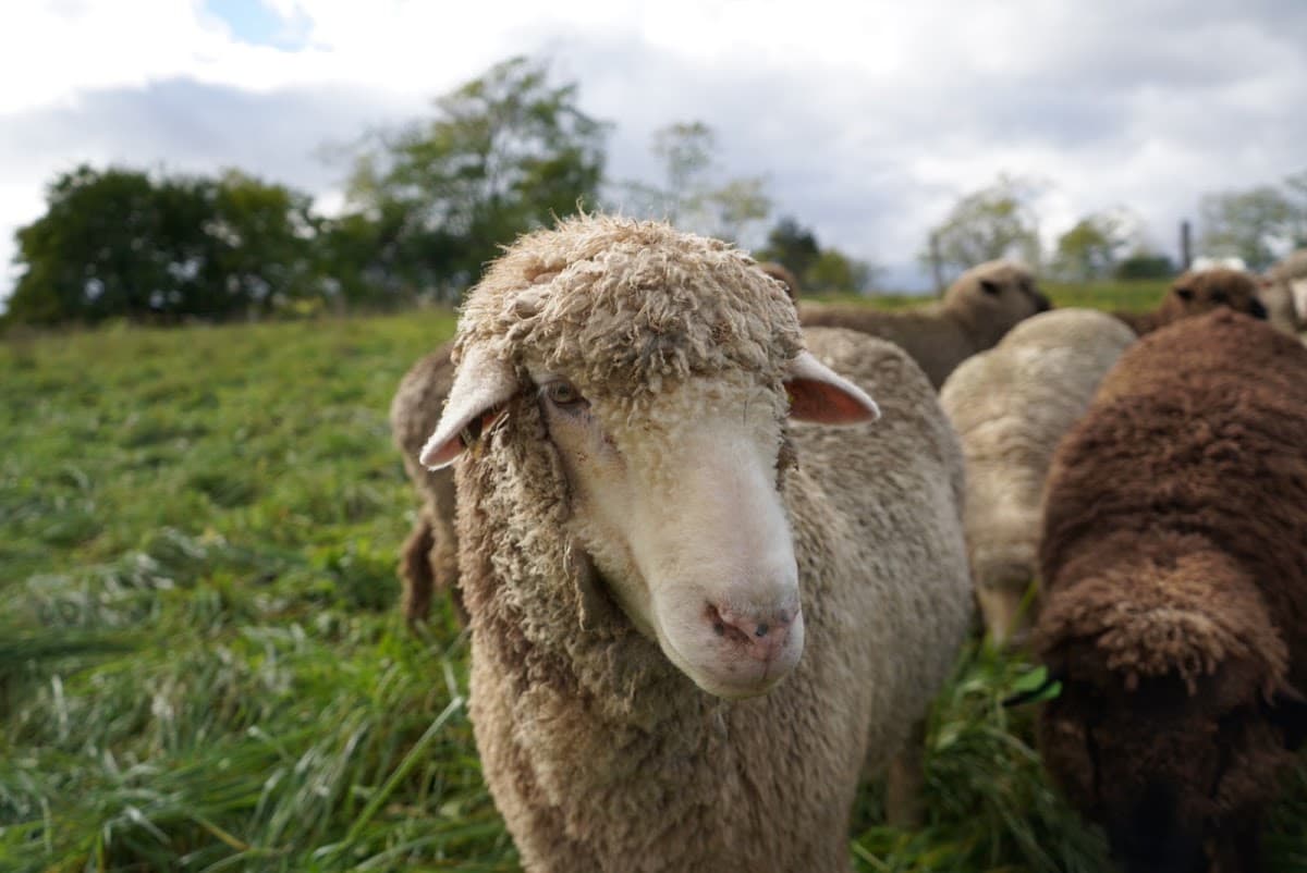 Simple Hill Farm — photo 3