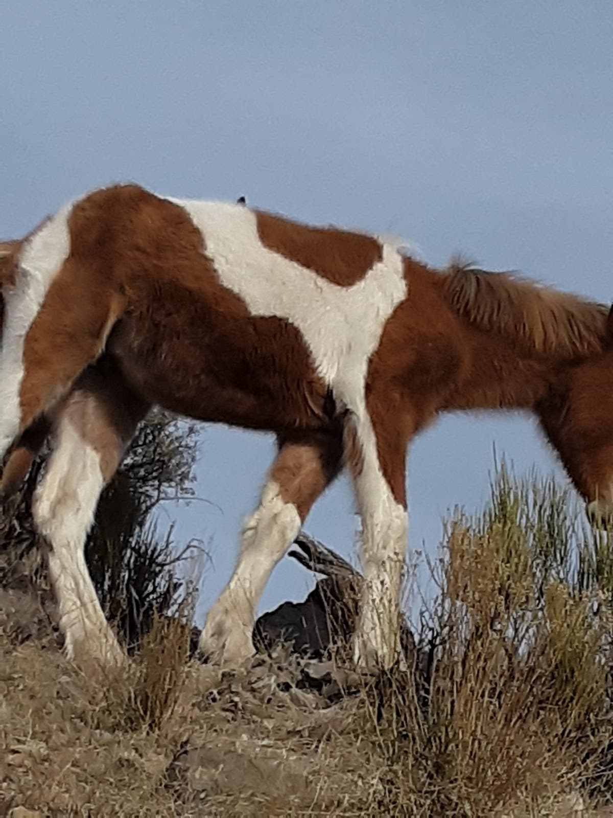Pahrump — photo 4