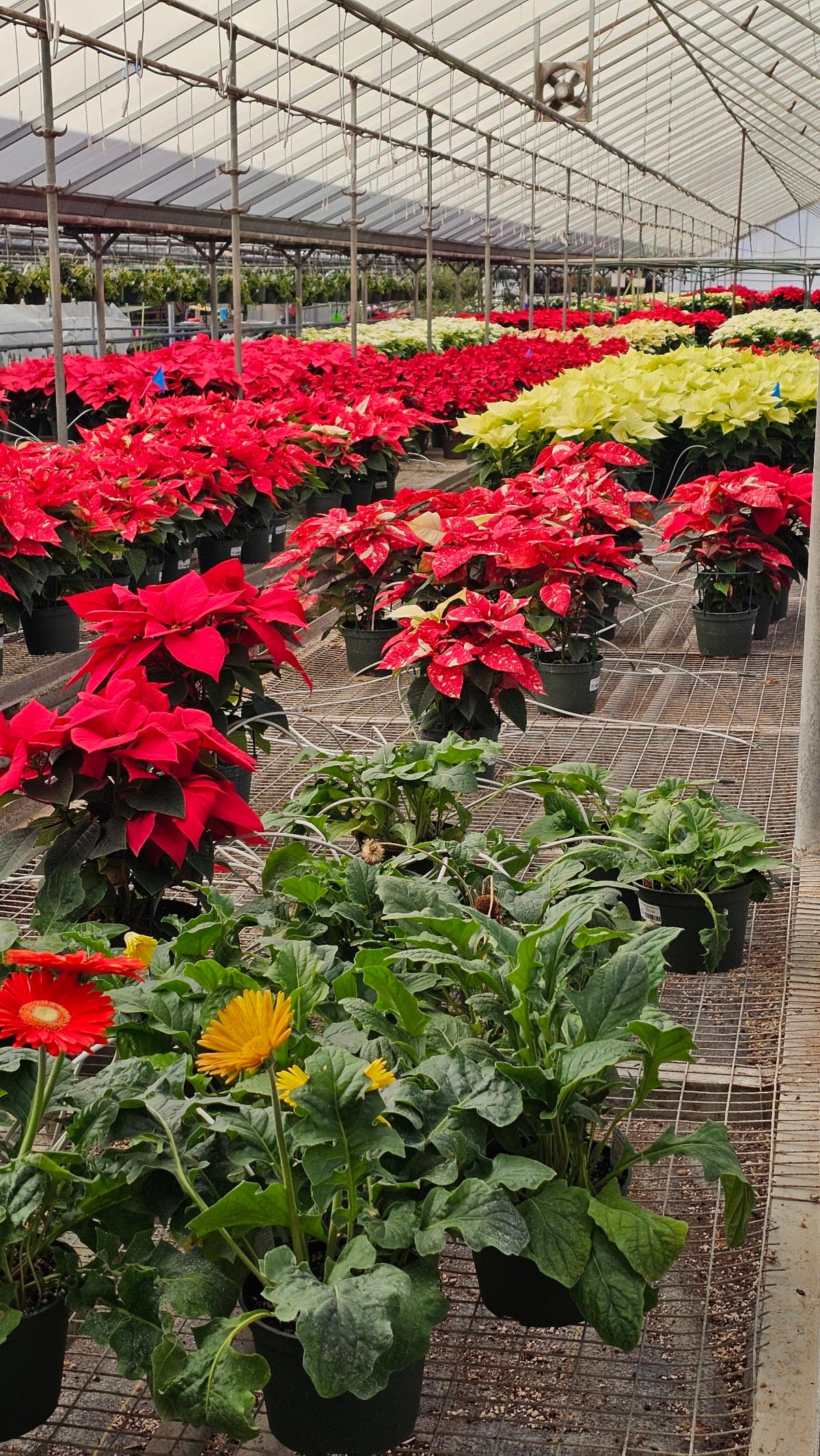 Edwards Greenhouse & Flowershop — photo 3