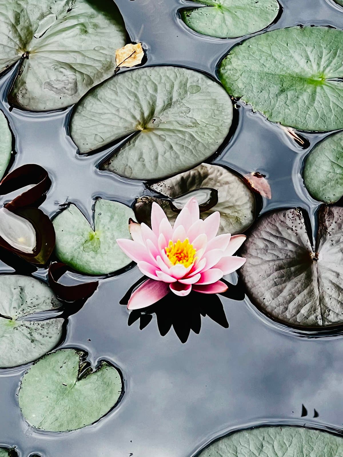 Berkshires Zen Retreat — photo 4