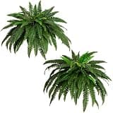 Nearly Natural Boston Fern Hanging Plants (Set of 2) — photo 1