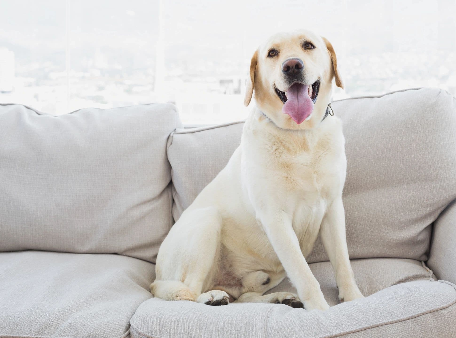 Seattle Mold Dog