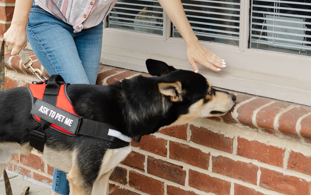 Scent Inspections (SCENT Canine Mold Detection)