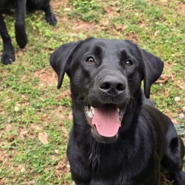 MoldDogs.org (The Mold Dogs Organization)