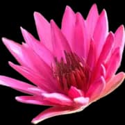 Back in Balance Acupuncture and Energy Medicine